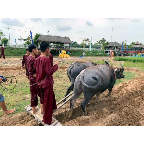 V. Hoạt động và trải nghiệm