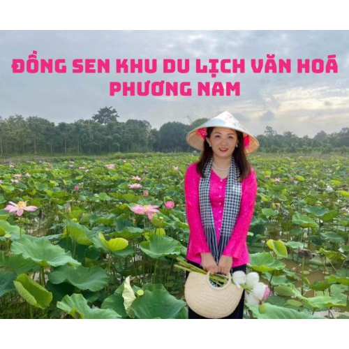 3. Cánh Đồng Sen Bát Ngát – Hương Sen Tỏa Khắp Phương Trời