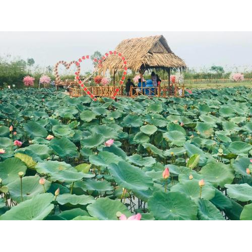 Khám Phá Khu Du Lịch Văn Hóa Phương Nam – Điểm Đến Tựa Thiên Nhiên, Gắn Kết Văn Hóa