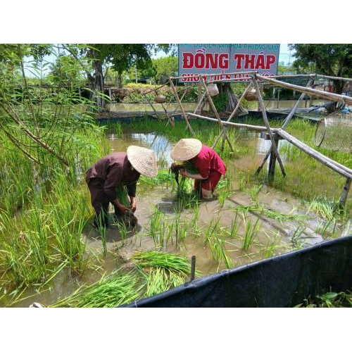 Một Ngày Làm Nông Dân Của Du Khách Tại Khu Du Lịch Văn Hoá Phương Nam