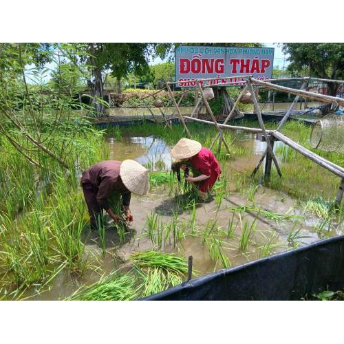 Một Ngày Làm Nông Dân Của Du Khách Tại Khu Du Lịch Văn Hoá Phương Nam